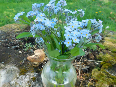 Forget Me Not Flowers Are an Appeal for Love and a Longing to Be Remembe