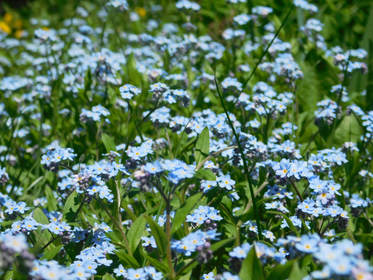 Forget Me Not Flowers Are an Appeal for Love and a Longing to Be