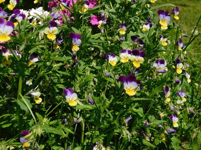 Viola tricolor (Come-and-Cuddle-Me, Heart's Delight, Heartsease